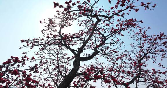 阳光下盛开的木棉花