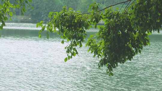 微风中 湖边树叶 碧绿湖面 4284