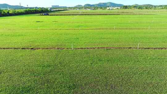 农场草地 草坪维护 铲草坪