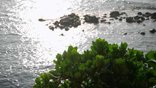 海，波纹，植物，岩石