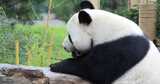 济南动物园国宝大熊猫雅吉华奥吃东西溜达高清在线视频素材下载