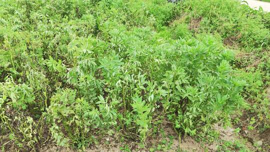 农村房屋花草树木绿色植物菜园