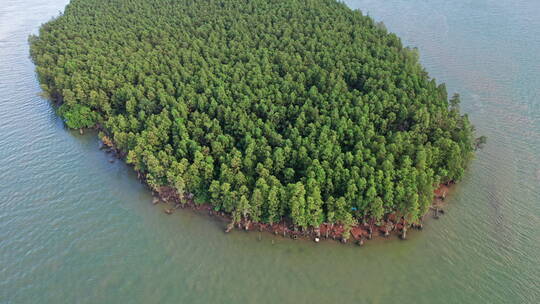 4k森林资源防风固沙水松林航道航拍