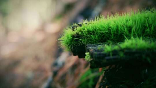 苔藓微距特写