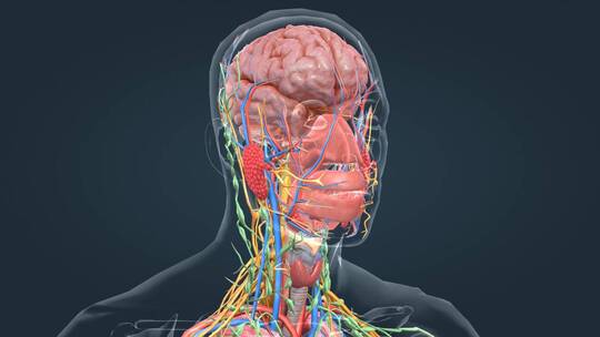 医学人体解剖大脑神经系统人体奥秘