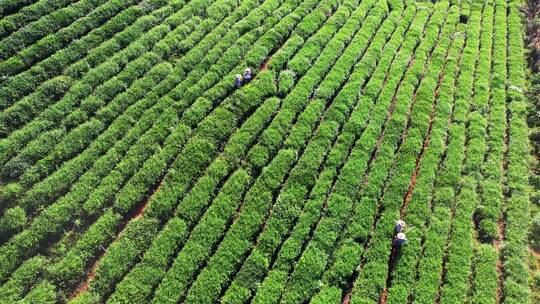 航拍农业生产制造茶园茶树采茶