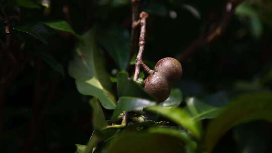 茶叶茶树宣传片视频素材