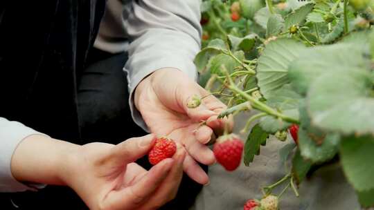 草莓大棚种植采摘