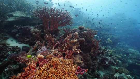 鱼群海龟魔鬼鱼珊瑚礁斐济大星盘礁海洋美景视频素材模板下载