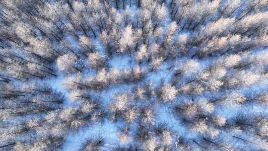 冰雪覆盖的落叶松人工林