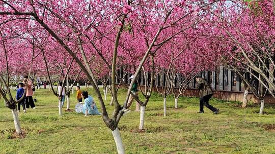 衡阳东洲岛桃花