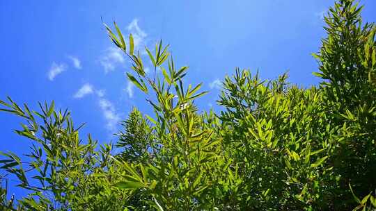 蓝天下茂密的绿色竹林竹叶随风摆动慢镜