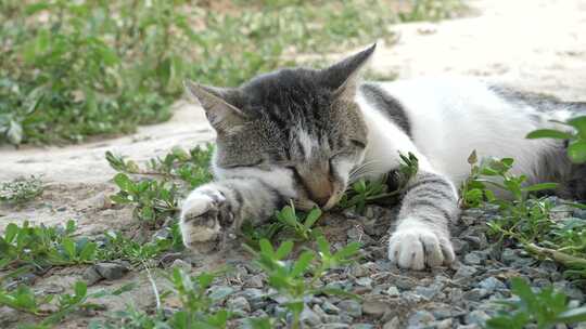 猫睡觉的视频