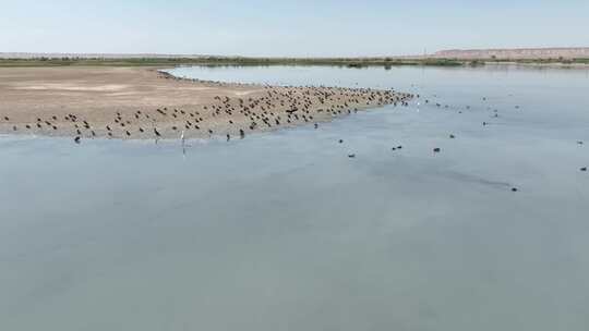 4k航拍黑河湿地水鸟鹤