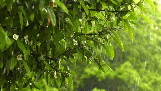 下雨唯美清新空镜雨景