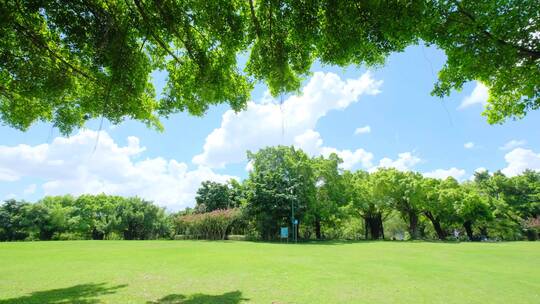 夏天蓝天白云阳光草坪草地绿地树林森林公园