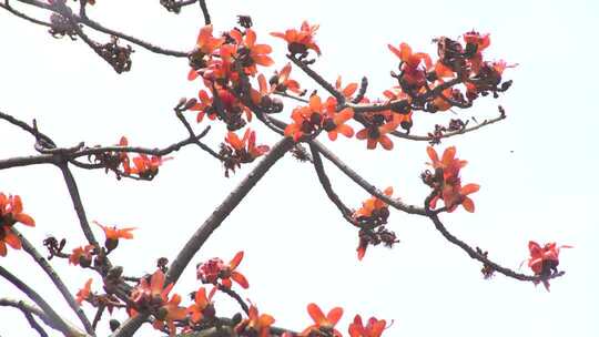 木棉花枝头绽放特写