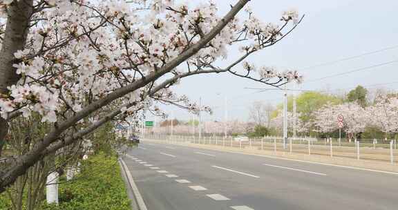 苏州新区科技城樱花盛开 城市道路樱花盛开