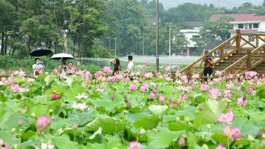 万亩莲花池