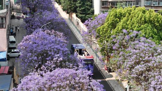 昆明教场路蓝花楹