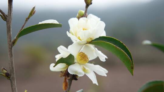 茶花茶树山茶籽茶油农业