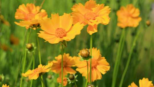 金鸡菊 菊花