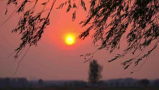 夕阳柳枝升格慢镜头