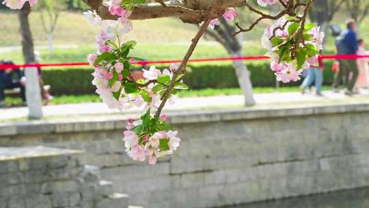 元大都海棠视频素材模板下载