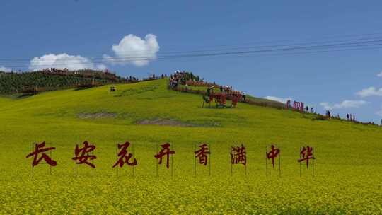 门源油菜花天空