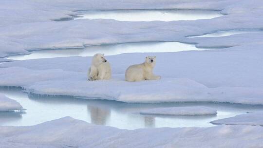 两只北极熊幼崽睡在海冰上