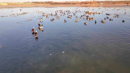 航拍鸟类栖息地 航拍鸟 湿地 航拍湿地