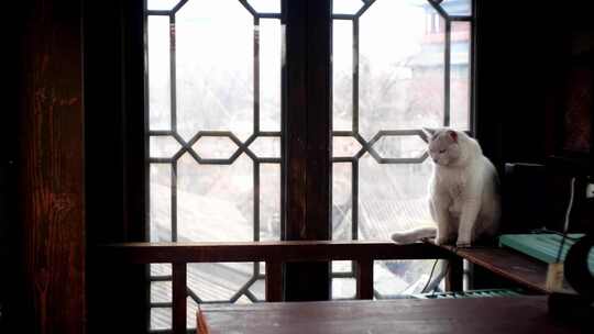 北京鼓楼的猫咪