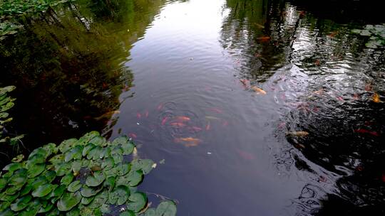 锦鲤在湖面游动