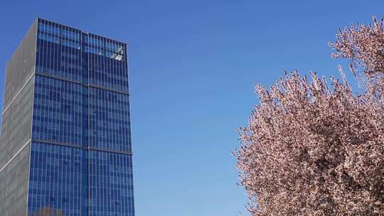 春天有樱花的商务写字楼玻璃幕墙
