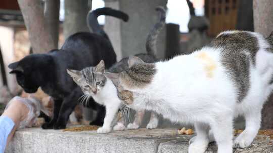 一群猫喂养生活在户外的野猫