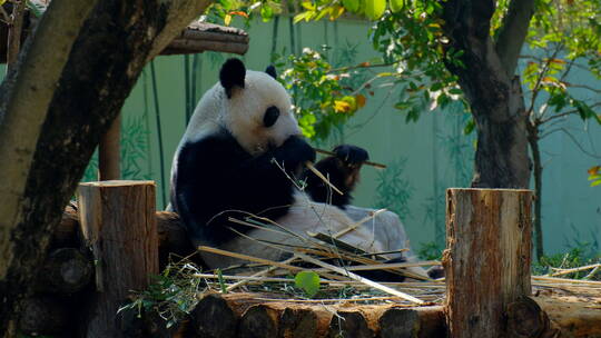 动物园国宝大熊猫