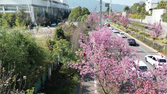 昆明红塔西路开满樱花