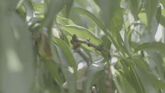 无锡阳山苏南水蜜桃果农种植剪枝