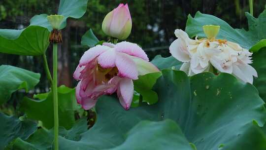 夏天雨水荷花荷叶雨滴雨景视频素材模板下载