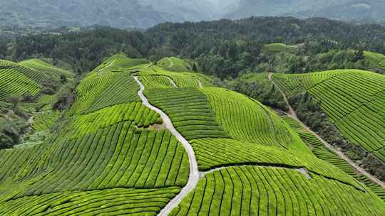 航拍山区云雾缭绕的生态有机茶园