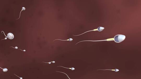 精子游行受精过程精子卵子受精过程视频素材模板下载
