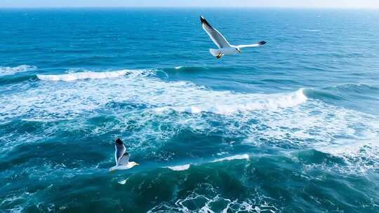 海面上飞翔的海鸥