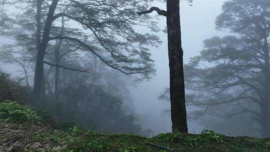 春天大雾弥漫中桂林高山上的树林