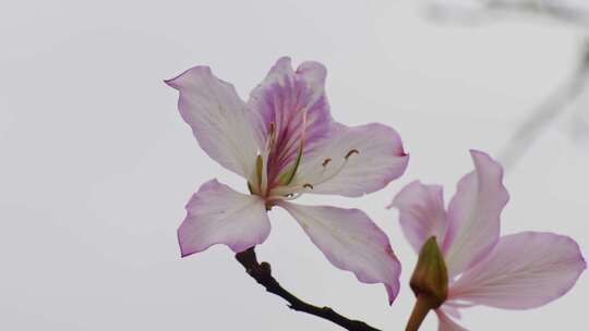 紫荆花开