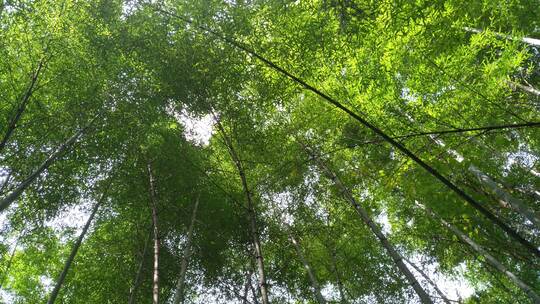 绿色生态竹林竹海