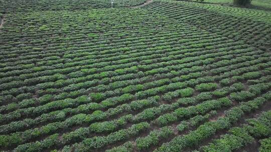 海南白沙茶园航拍空镜