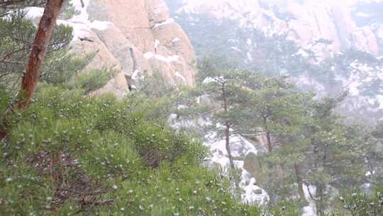 冬天雪花松树 崂山 下雪