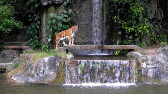 老虎坐在瀑布附近的岩石上泰国