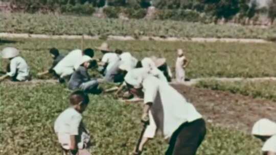 60年代生产合作社农民敲钟上工大锅饭犁地