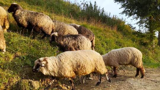 一群绵羊在郁郁葱葱的绿色山坡上吃草视频素材模板下载